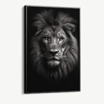 “Lion close-up”
