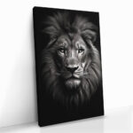 “Lion close-up” – Bild 2
