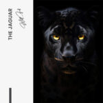 The Jaguar – Glas – Bild 5
