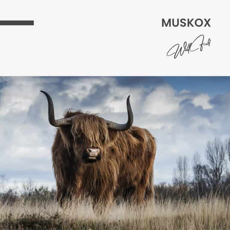 „Muskox“