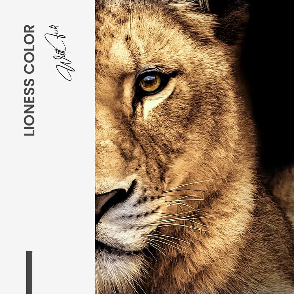 Bundel: Lion & lioness Color (2x) - Glass