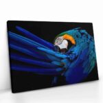 "The Parrot" – Bild 2