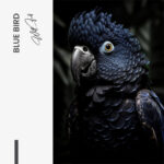 Blue Bird – Glas – Bild 5
