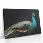 "Peacock" – Bild 2