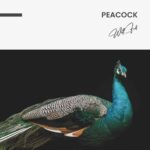 "Peacock" – Bild 7