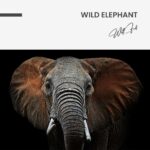 "Wild Elephant" – Bild 7
