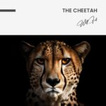 "The Cheetah" – Bild 7