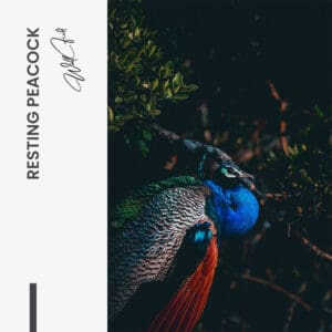 Design signature - tiny