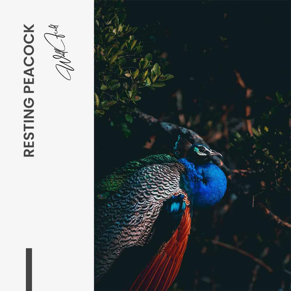 Design signature - tiny