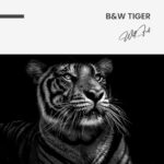 "B&W Tiger" – Bild 7