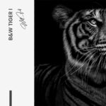 Bundle: "B&W Tiger" (2x) – Glas – Bild 6