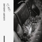 "Luxury Jaguar" – Bild 7