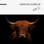 Muscox Close Up – Glas – Bild 5