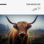 The Muscox – Glas – Bild 5