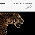"Horizontal Jaguar" – Bild 7