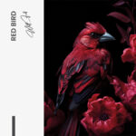 "Red Bird" – Bild 7