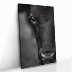 "Cow Close-Up" – Bild 2