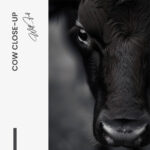"Cow Close-Up" – Bild 7