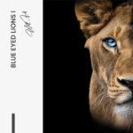 Bündel: "Blue Eyed Lions" (2x) – Glas – Bild 5