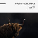 "Gazing Highlander" – Bild 7