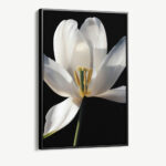 "White Flower"