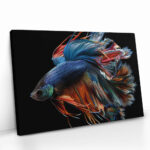 "Betta Fish" – Bild 2