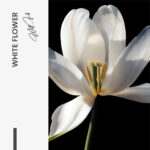 "White Flower" – Bild 7