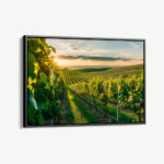 "Vineyard Sun"