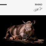 "Rhino" – Bild 7