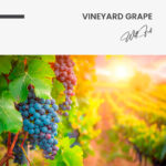 Vineyard Grape – Glas – Bild 5