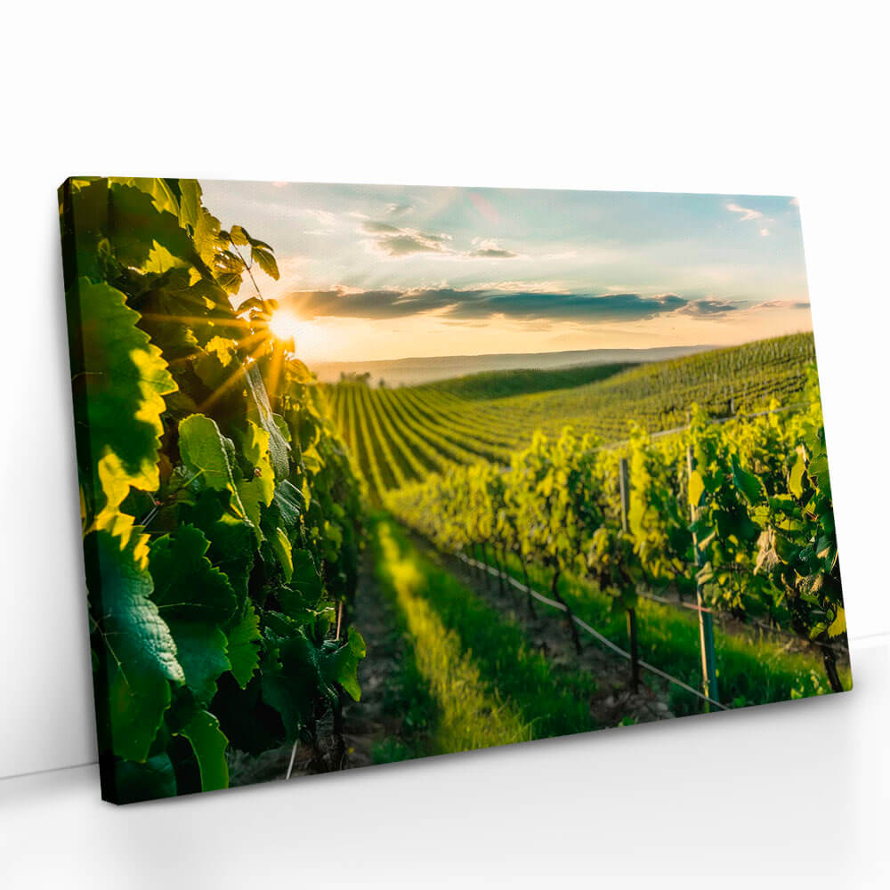 2.-Cvas-Detail-5-Vineyard-Sun