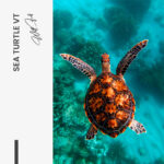 "Sea Turtle VT" – Bild 7