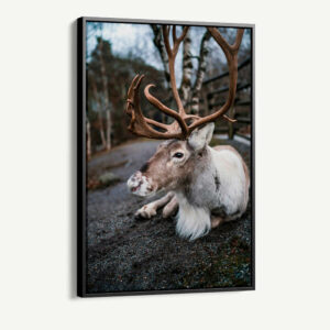 1.-Cvas-Detail-1-The-Caribou