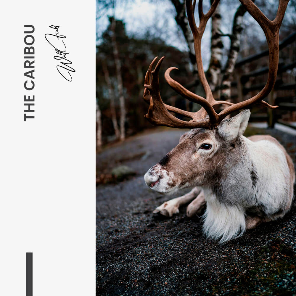 11.-Design-signature-The-Caribou