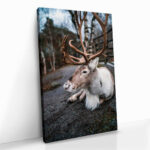 "The Caribou" – Bild 2