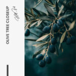 "Olive Tree Closeup" – Bild 7