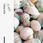 "Sea Shell" – Bild 7