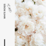 "White Roses" – Bild 7