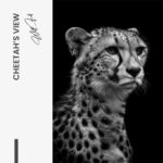 Cheetah's View – Glas – Bild 5