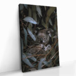 "Eucalyptus Dreams" – Bild 2