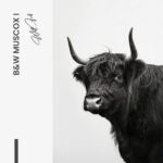 Bündel: "B&W Muscox" (2x) – Glas – Bild 4