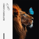 Bündel: "Butterfly Lions" (2x) – Bild 4