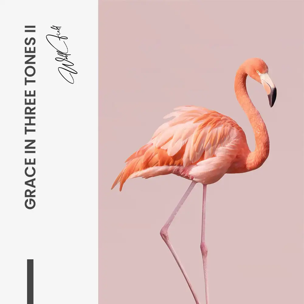 8.-Design-signature-2-Bundle-Grace-in-Three-Tones