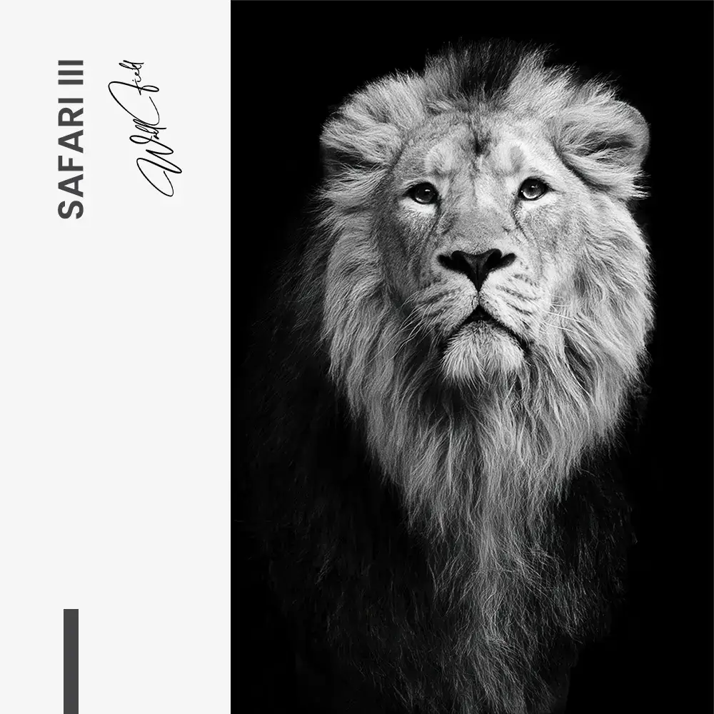 9.-Design-signature-3-Bundle-Safari