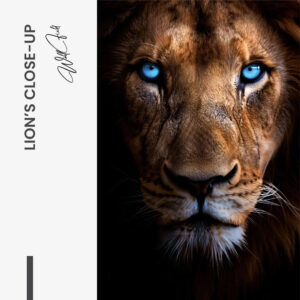 11.-Design-signature-Lions-Close-up.jpg