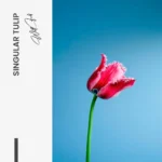 "Singular Tulip" – Bild 7