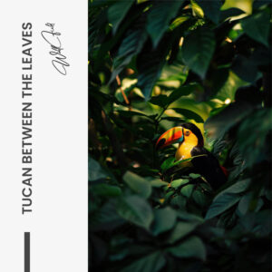 11.-Design-signature-Tucan-between-the-Leaves.jpg