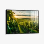 Vineyard Sun – Glas – Bild 2