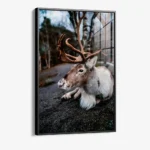 The Caribou – Glas – Bild 2