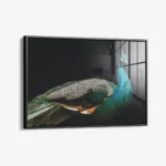 Peacock – Glas – Bild 2